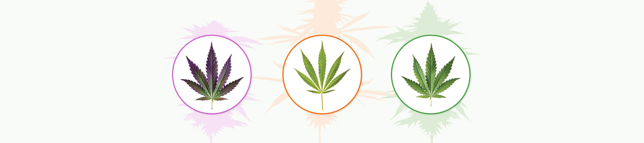 Indica, Sativa, and Hybrid cannabis plants difference