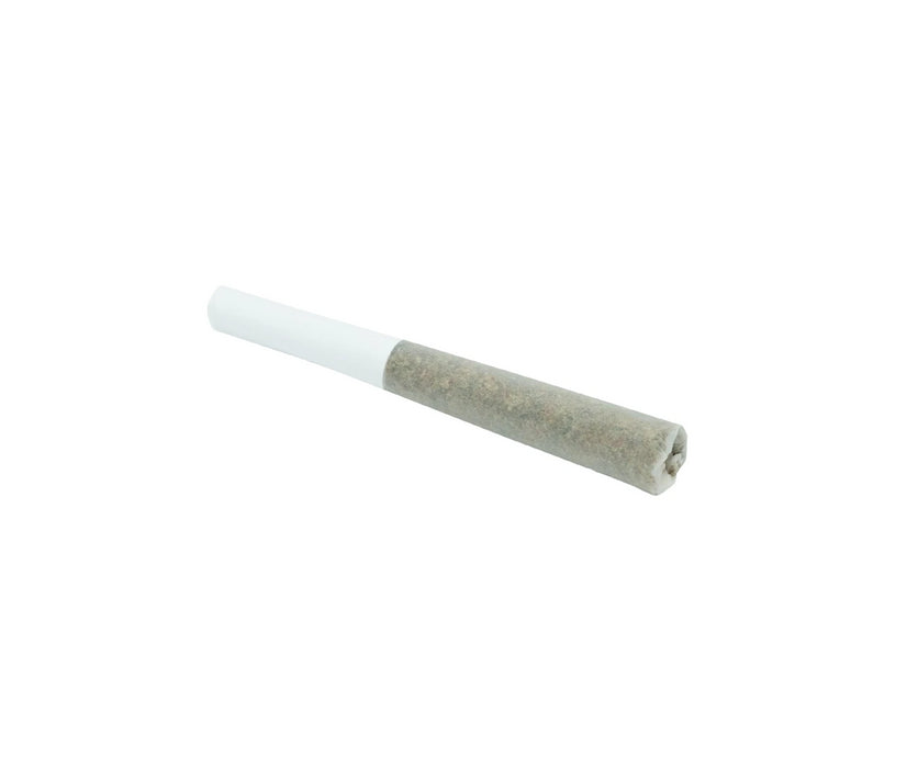 WHITE RUSSIAN PRE-ROLL